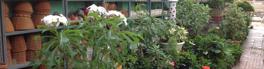 Paradise Nursery Photos Amritsar Pictures Images Gallery Paradise Nursery