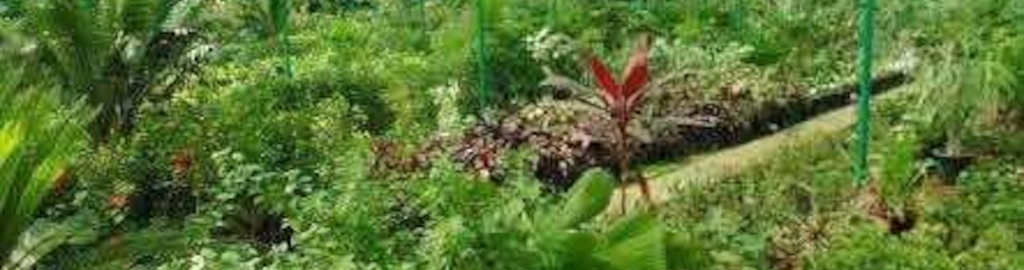 Green View Nursery Photos Gunjur Bangalore Pictures Images Green View Nursery