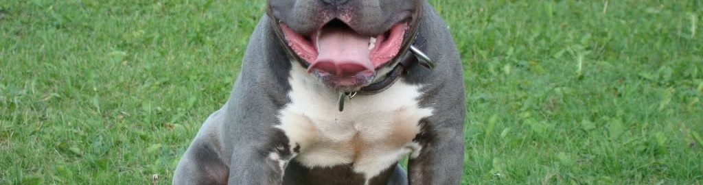 american pitbull and bully dogs photos chandigarh pictures
