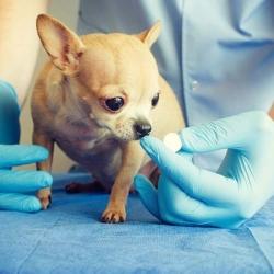 Top Animal Welfare Organisations in Ghatkopar East - Best Ngos For Animal Welfare Mumbai - Justdial Top Animal Welfare Organisations in Ghatkopar East - Best Ngos For Animal Welfare Mumbai - Justdial