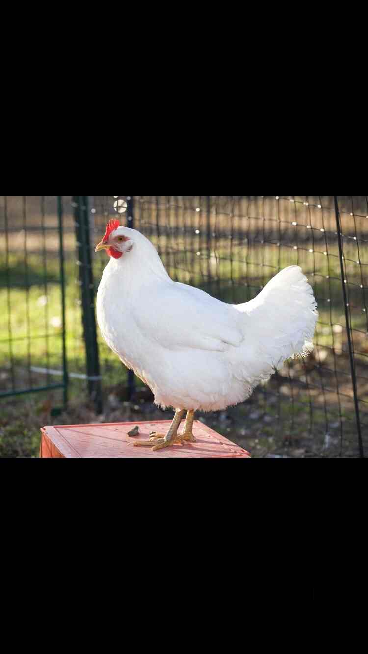 Vijay Paultry Chair Photos Budh Vihar Delhi Pictures