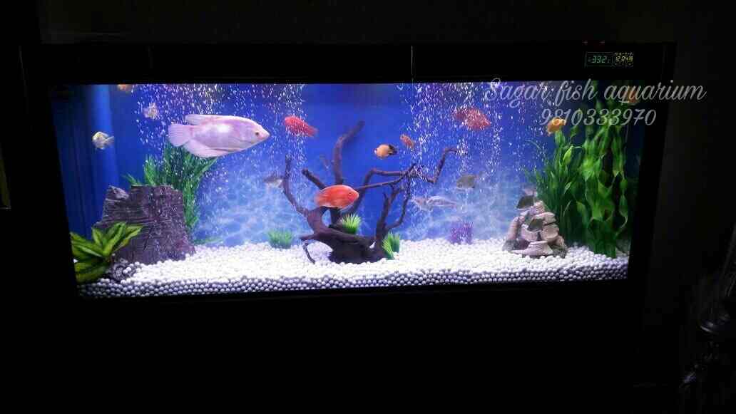 Sagar fish aquarium new delhi delhi