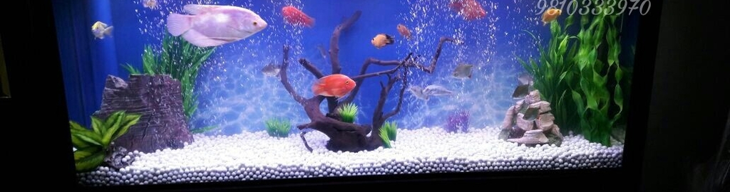 Sagar fish aquarium new delhi delhi Sagar fish aquarium new delhi delhi