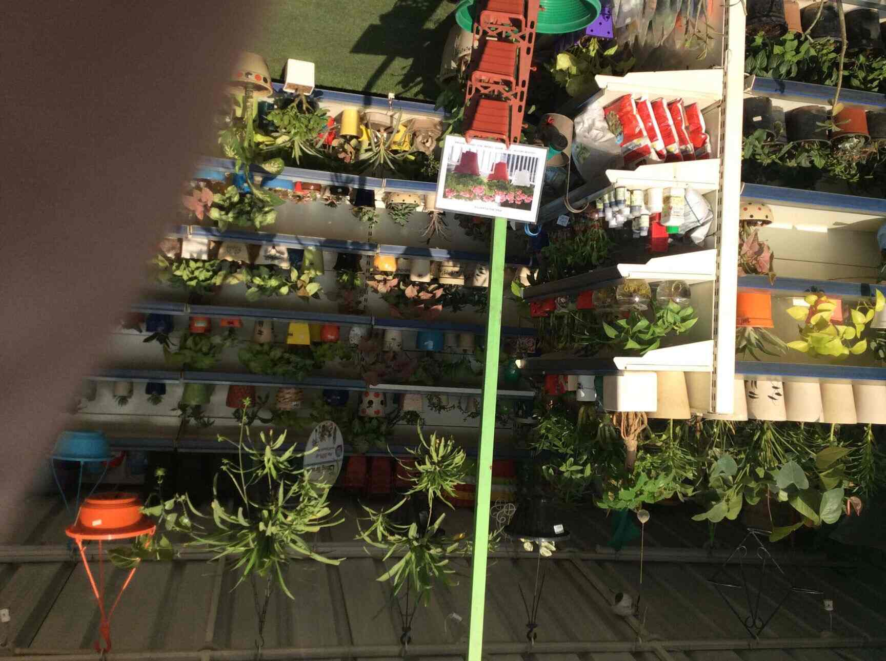 Going Greens Garden Center Pacific Mall Photos Tagore Garden