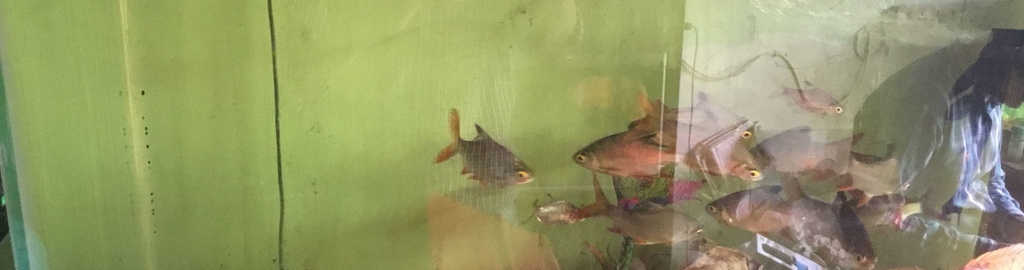 fish home aquarium pets shop photos south city 1 gurgaon pictures