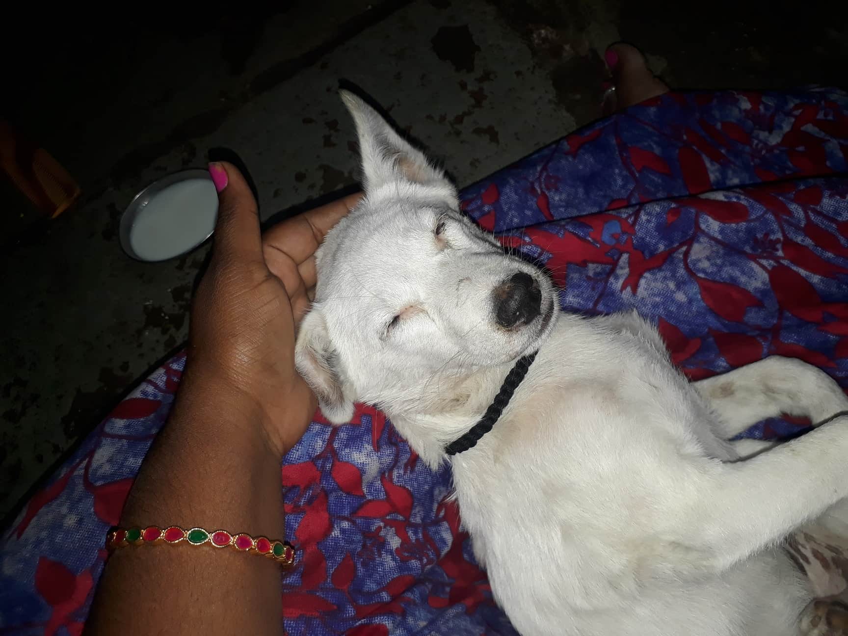 narayanguda animal hospital