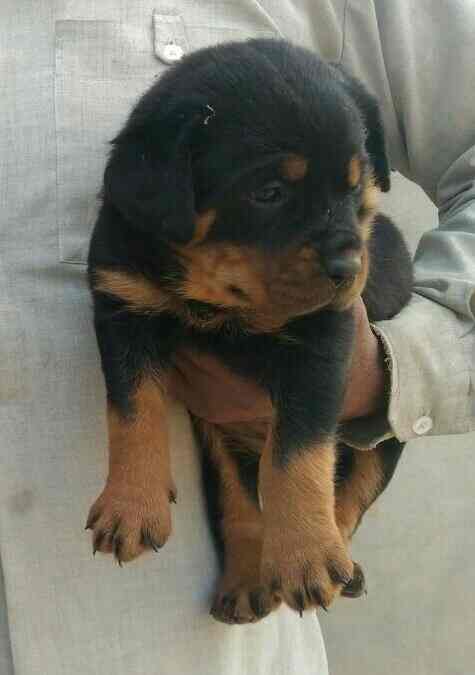 Image result for rottweiler vet