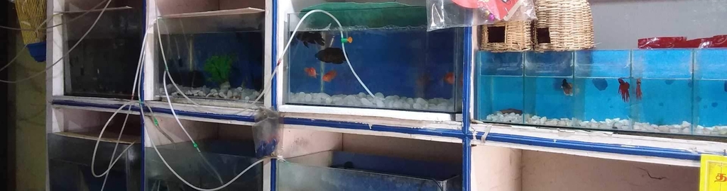 rich lotus aquarium pet