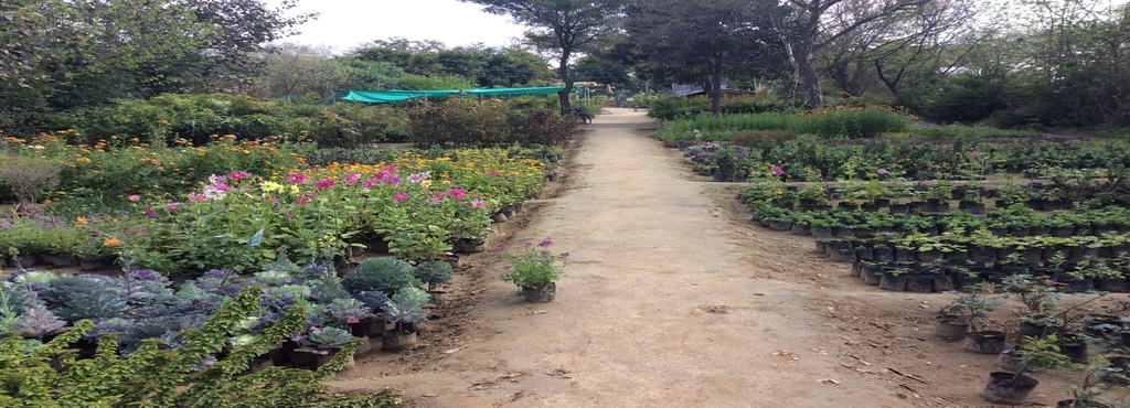 Sekhon Hi Tech Plants World Nursery Baddowal Plant Nurseries In Sekhon Hi Tech Plants World Nursery