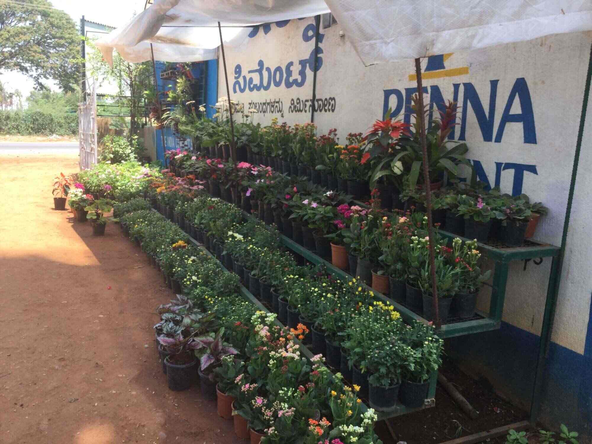 Sachit Farm Nursery Photos Bogadi Mysore Pictures Images Sachit Farm Nursery Photos Bogadi Mysore Plant Nurseries