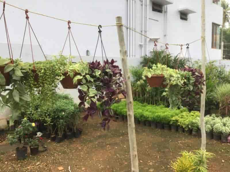 Sachit Farm Nursery Photos Bogadi Mysore Pictures Images Sachit Farm Nursery Photos Bogadi Mysore Plant