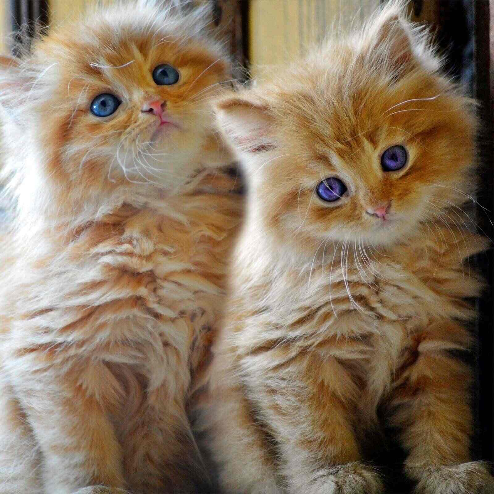 persian cats grooming center photos mohan nagar nagpur pictures