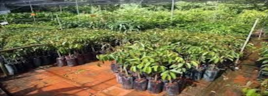 Forest Nursery Khurpatal Plant Nurseries In Nainital Justdial Forest Nursery