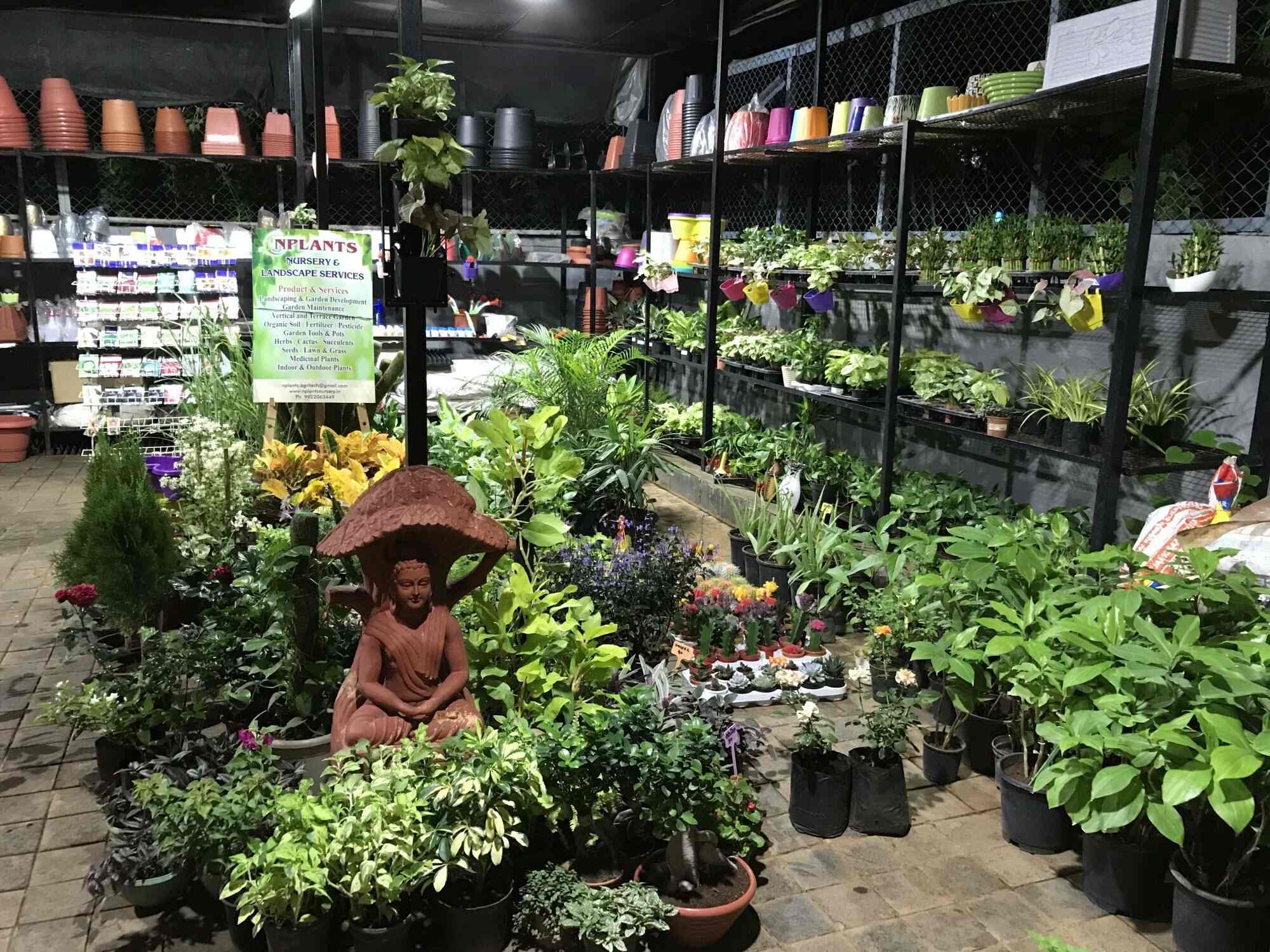 Nursery Plants Whole Best 2017 Nursery Plants Whole Best 2017