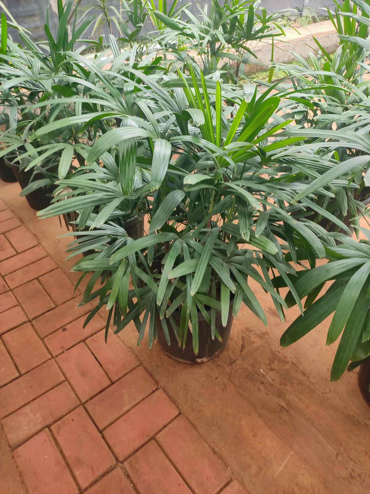 Rahul Nursery in Baner,Pune Best Plant Nurseries in Pune Justdial