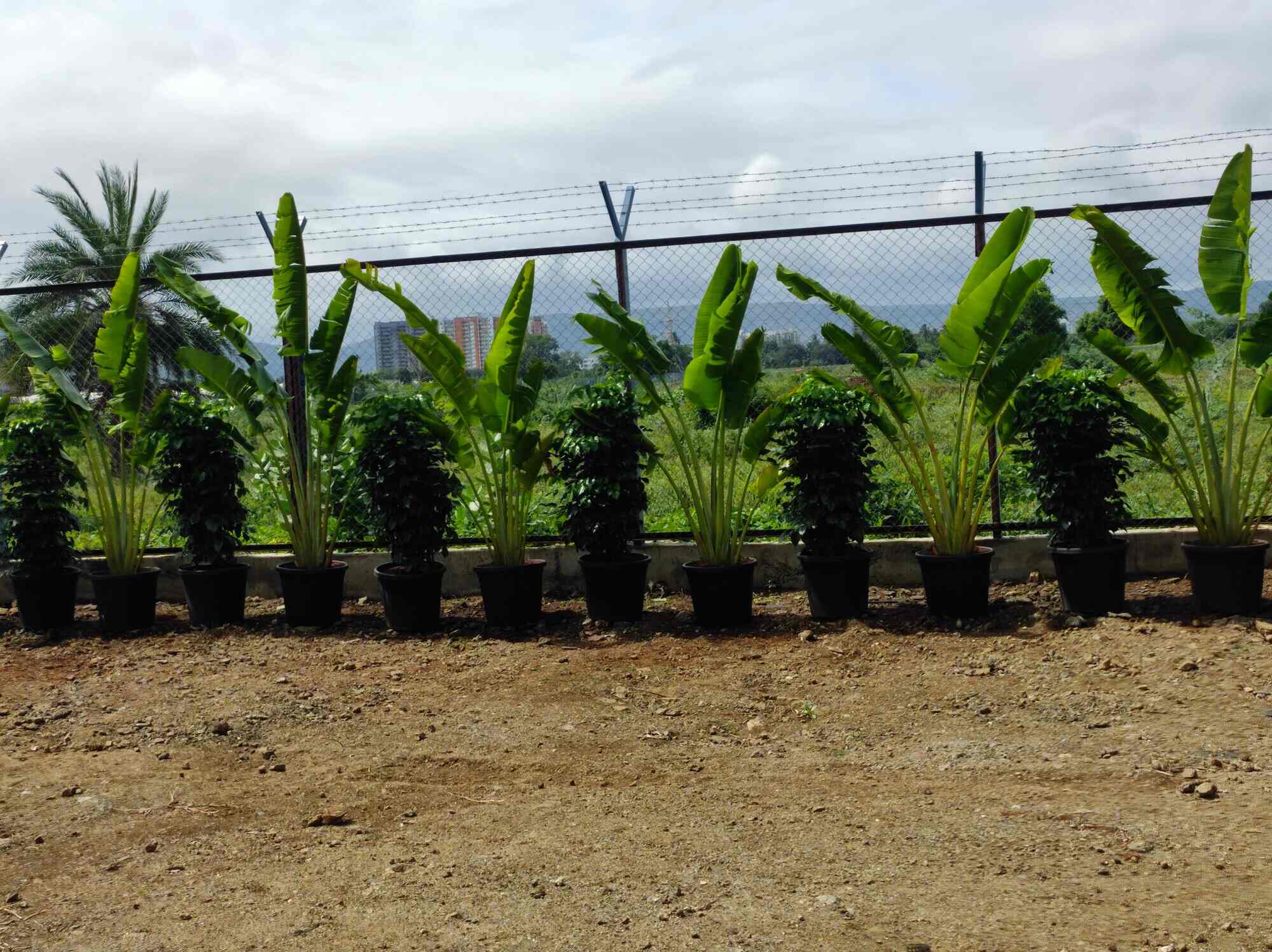 Rahul Nursery in Baner,Pune Best Plant Nurseries in Pune Justdial