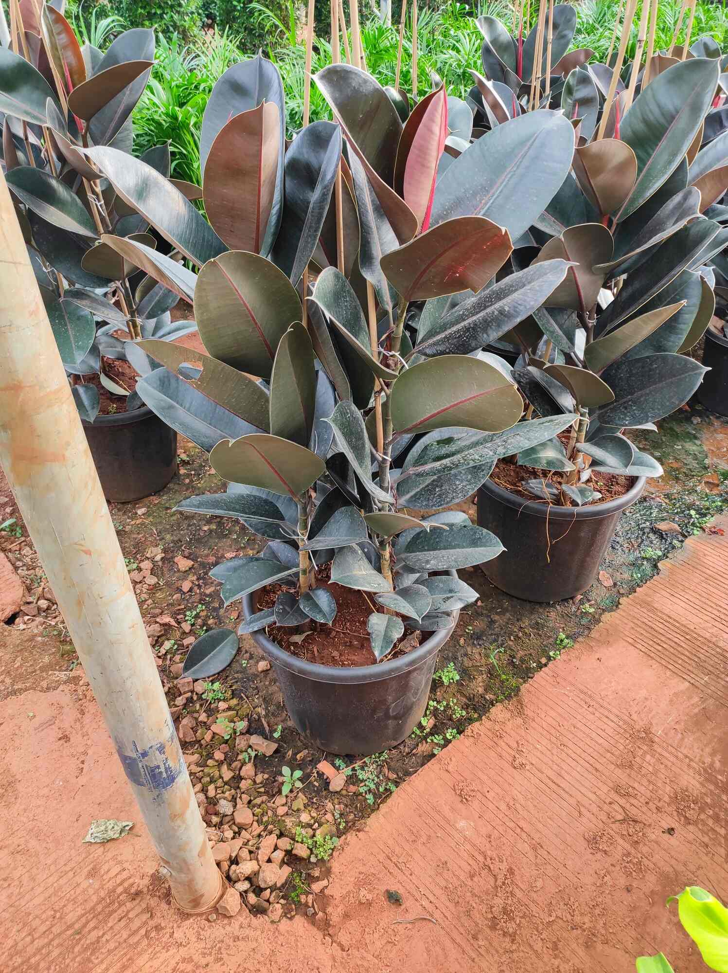 Rahul Nursery in Baner,Pune Best Plant Nurseries in Pune Justdial