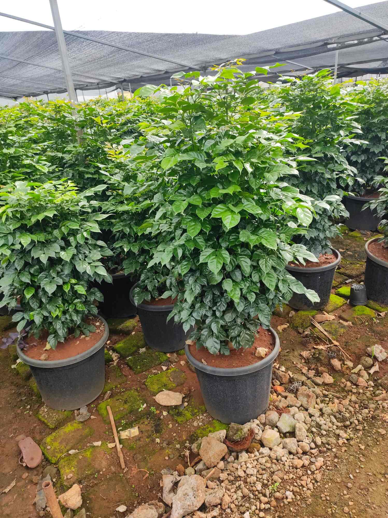 Rahul Nursery in Baner,Pune Best Plant Nurseries in Pune Justdial