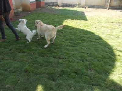 Royal Pet Resort Reviews Kharadi Pune 75 Ratings Justdial Page 6