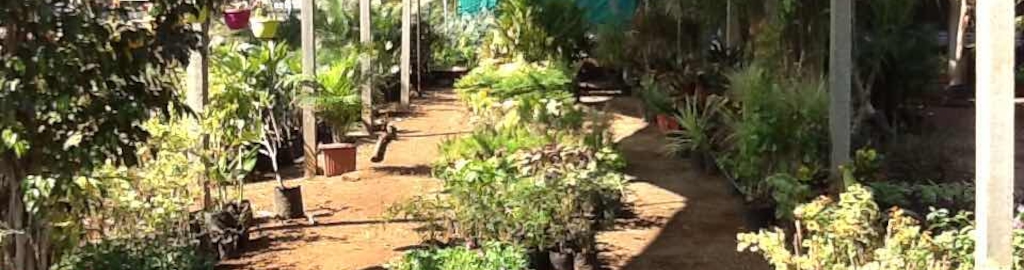 Le Tree Nursery Image Home Garden And Rtecx Com Shreenathji Garden Nursery Reviews Maliyasan Rajkot 14 Ratings